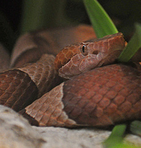 poisonous snakes of the americas american copperhead ag