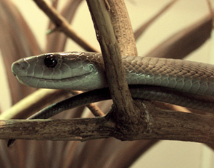 pallas viper agkistrodon halys poisonous snakes of afri