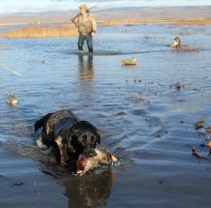 Waterfowl regulations 2012 california