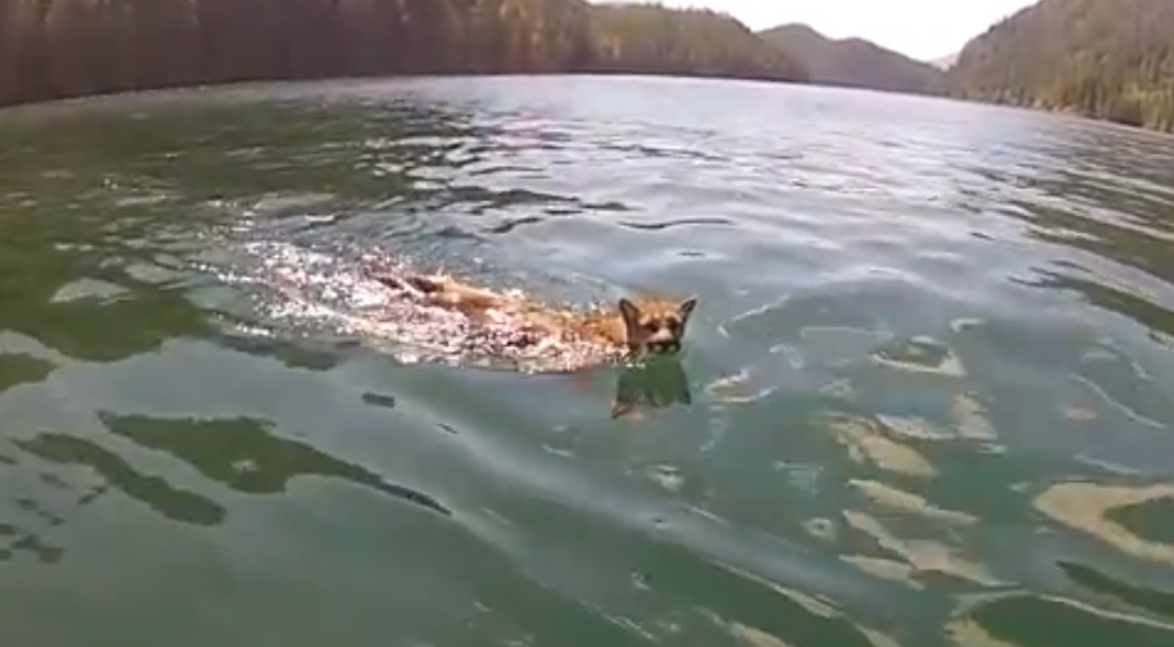 mountain-lion-swimming.png