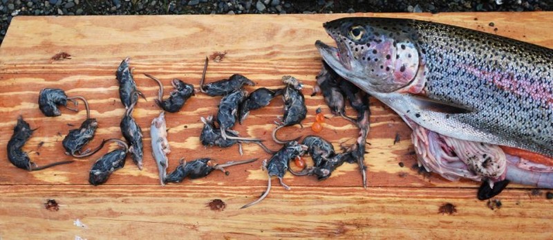 How did a colony of shrews get inside this rainbow trout?