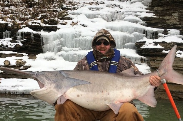 Jesse Wilkes broke the state record with this massive, prehistoric fish. Image courtesy Arkansas Game and Fish Commission.