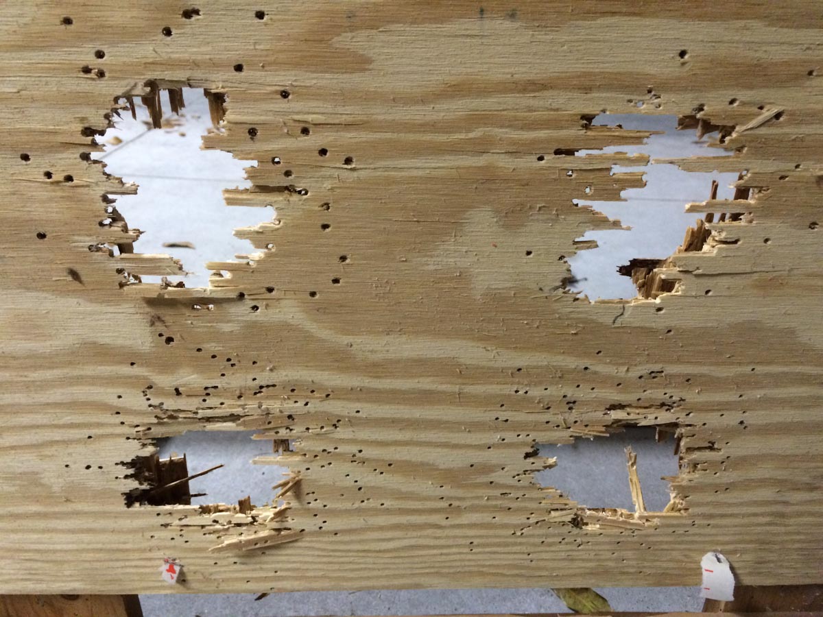 At a range of 10 feet, all shot sizes made dramatic holes in this 7/8" thick plywood.