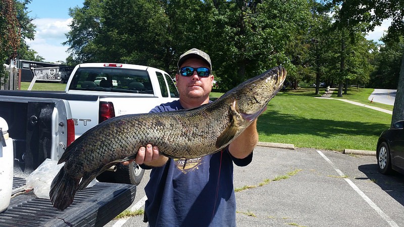 Todd Murphy with his 17.47-pound record snakehead. Images courtesy Maryland Department of Natural Resources.
