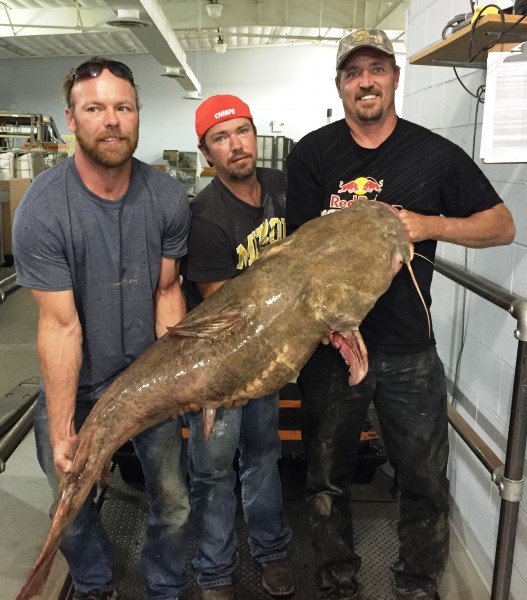 Mathew McConkey (center) displays the massive catfish he caught on September 19. 