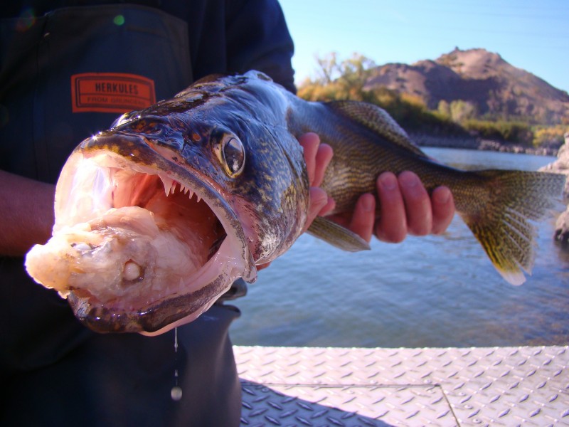 A walleye with a partially digested fish in its mouth. Neither of these fish are infected with heterosporis, however fish can also contract this parasite by eating affected prey.