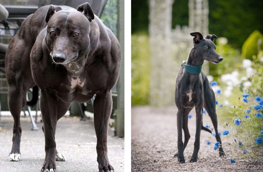 Scientists Create Super Dogs with Twice the Muscle Mass ...