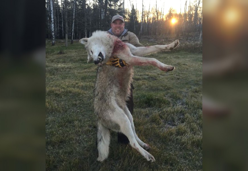 Do huge wolves like this one exist in Michigan? Anything's possible, but this one came from a Canadian game ranch.