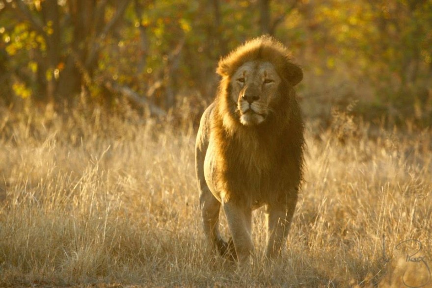A wildlife reserve in Zimbabwe says it may have to cull 200 lions in the absence of hunters.