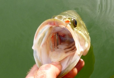 Small bait for bass? You bet. This keeper largemouth got hooked on an ice-fishing jig baited with a pair of waxworms.