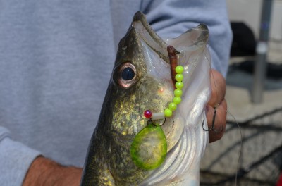 The subtlety of the clear plastic Antifreeze Crush pattern seduced this walleye into biting.