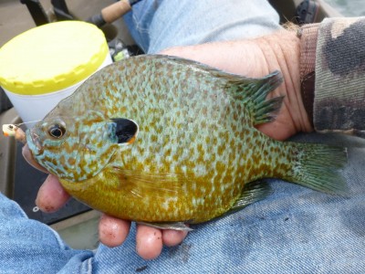 This sunfish chomped the nightcrawler-baited jig originally selected to catch walleyes.
