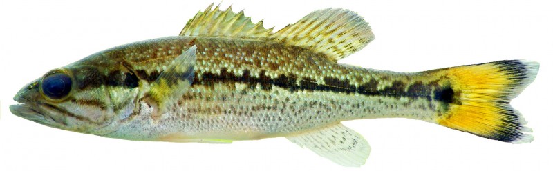 choctaw bass