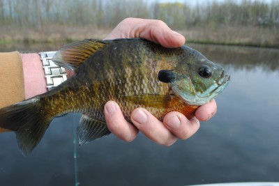 Hand-sized bluegills can be taken in water just deep enough to cover their backs.