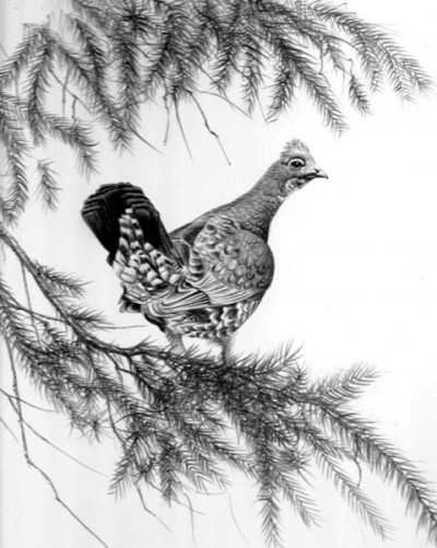 Though my first true hunt concluded without a harvest of the targeted animal, I was able to take a Blue Grouse and enjoy all Grandmother King's cooking had to offer. Illustration by Dallen Lambson.