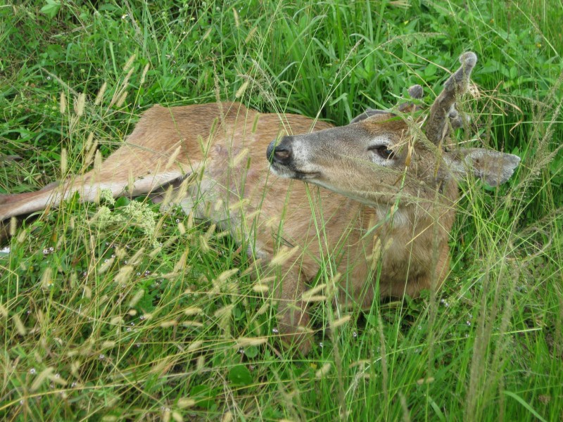 While sitting on the grass, the relieved deer gives its rescuers a smile.