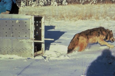 The extremely successful transplanting of Canadian gray wolves into the Northern Rockies has resulted in a considerable controversy as result of their impact on big game animals and livestock.