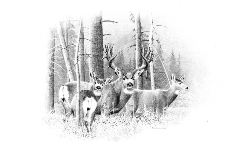 Even to this day, the buck described above is the most exceptional mule deer I've ever run into in the field. My near miss was an incredible thrill because I really thought I had him dead to rights--until I suddenly knew I didn't. Illustration by Dallen Lambson.