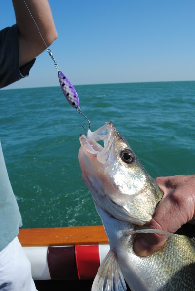 Spoons are the go-to bait when walleyes are deep at Lake Erie.