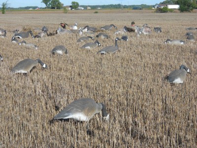 Well-placed decoys and layout blinds covered with vegetation are keys to early-season goose success.