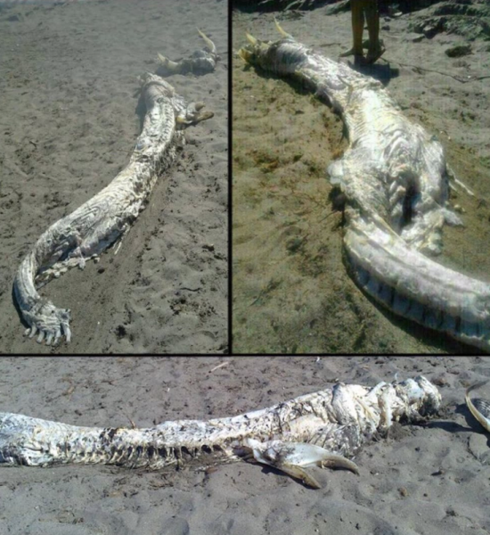 Pictures of the carcass was taken shortly before it was buried.