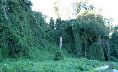 Introduced from Southeast Asia, kudzu takes over everything.  