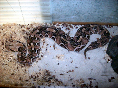 A pit viper confiscated by California game wardens.