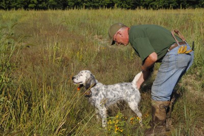 Tim Fox steadies an English setter on point during a training session.