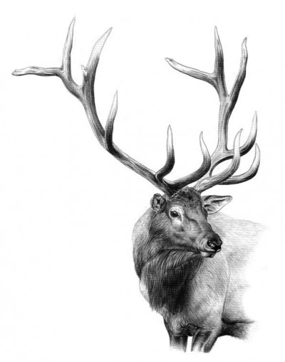 The 8x7 Roosevelt elk Dunn targeted was accompanied by a 17-cow harem. Illustration by Dallen Lambson.
