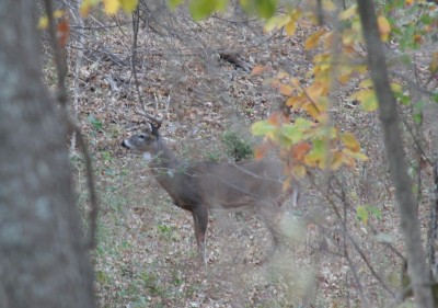 While the buck is focused on the source of the rattling sound, the hunter has time to get ready for a shot without being detected. 