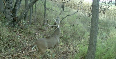 This buck was caught checking out a scrape with a Scrape-Dripper during shooting hours. This is what we all want to see!