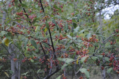 Autum olives are heavy with berries this fall.