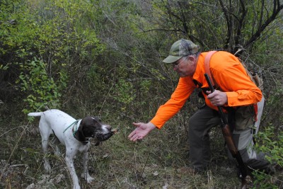Chuck Riley gets a woodcock from his German shorthair, Geena.