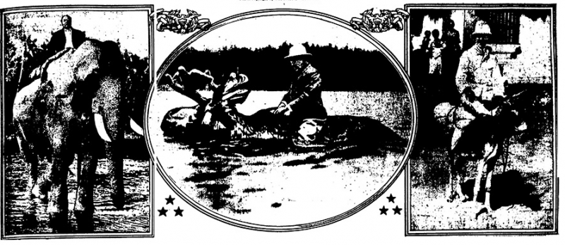 A scan of the original cartoon shows that Roosevelt and his moose takes center stage.