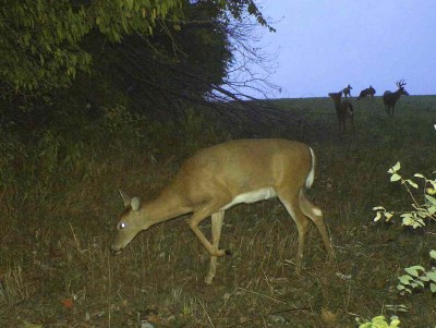 As the does return to regular feeding and bedding patterns, bucks will visit the doe groups and check them out.