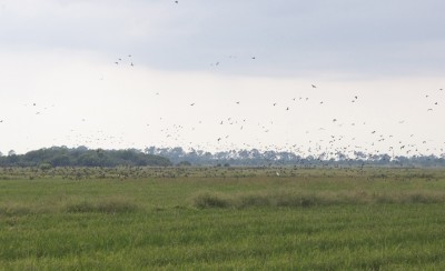 Wave after wave of blue-winged teal flush from the rice fields at Grosse Savanne.