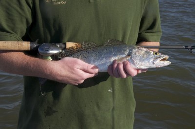 A speckled trout caught on Lake Calcasieu.