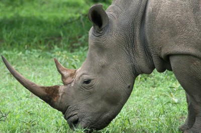 Presentations about legal mechanisms for rhino horn and ivory trade were among the discussions at the 12th annual AWCF. 