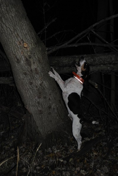 Thunder barks on a tree with a raccoon in it.