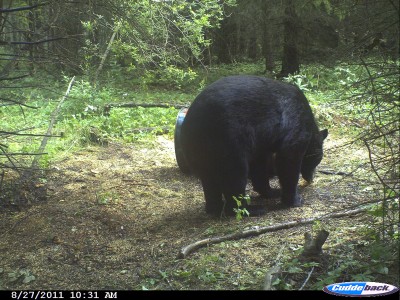 A huge bear like this weighing in excess of 500 pounds is probably at least 12 to 15 years old. Bigger bears like this do not show themselves in the daylight often except in remote areas. Image courtesy Bernie Barringer.