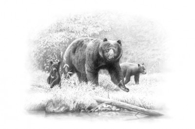 Dunn remarks that unlike cats, black bears are rarely killed by curiosity. Illustration by Dallen Lambson.