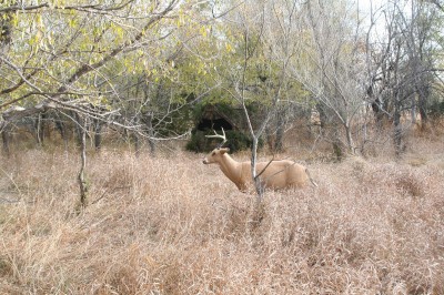 A decoy calms deer down and focuses their attention away from the blind. 