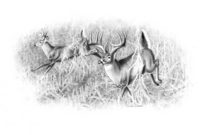 Though some hunters find non-typical racks more attractive, Dunn prefers the natural "symmetry" of more typical antlers. Illustration by Dallen Lambson.