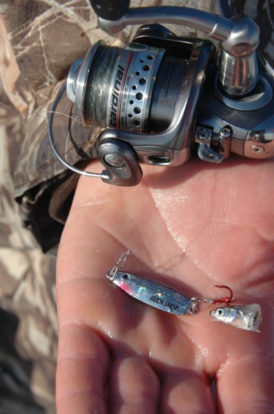 Jigging spoons tipped with bait are a popular combo for fooling gamefish through the ice. Sometimes just the head of a minnow works better than the whole enchilada.