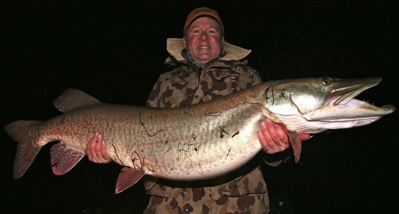 Mark Carlson's contender for breaking his own All-Tackle Length world record for muskie.