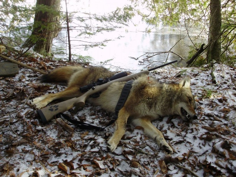 Success in coyote calling—and hunting—is a very rewarding feeling. You beat the predator at their own game.