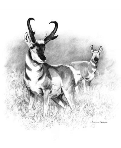 Dunn took to the Smith Ranch in eastern Wyoming to hunt pronghorn. Illustration by Dallen Lambson.