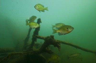 Isolated brush and wood piles attract a bounty of bluegills and bass.