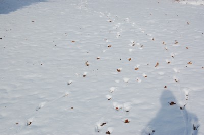Tracks in the snow can lead you to what deer are eating and where they are going to. Grab some snowshoes and follow them. It’s fun and great exercise.
