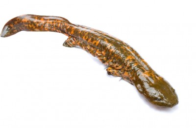 Hellbenders have relatively long lifespans and generally live up to 25 or 30 years in the wild. The fleshy folds on their sides help them to breathe through their skin. 